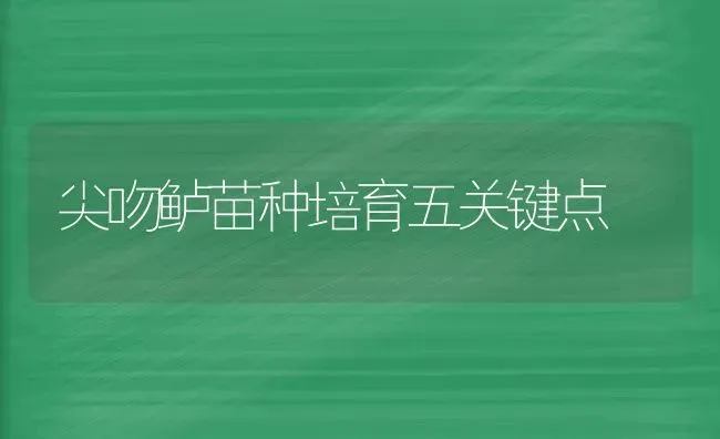 尖吻鲈苗种培育五关键点 | 养殖技术大全