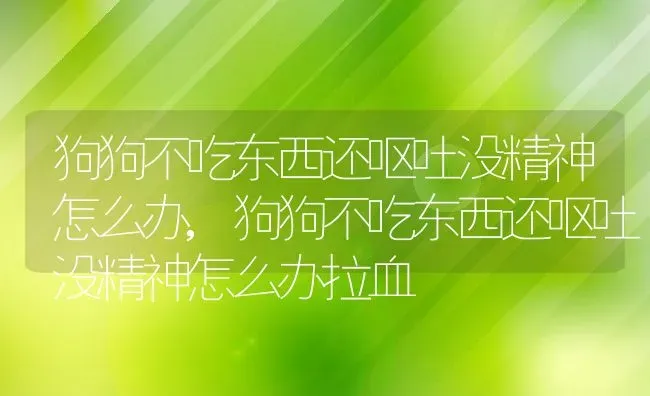 狗狗不吃东西还呕吐没精神怎么办,狗狗不吃东西还呕吐没精神怎么办拉血 | 养殖资料