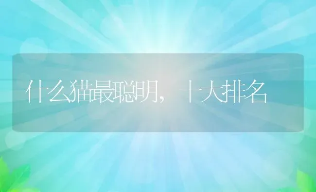 什么猫最聪明,十大排名 | 养殖科普