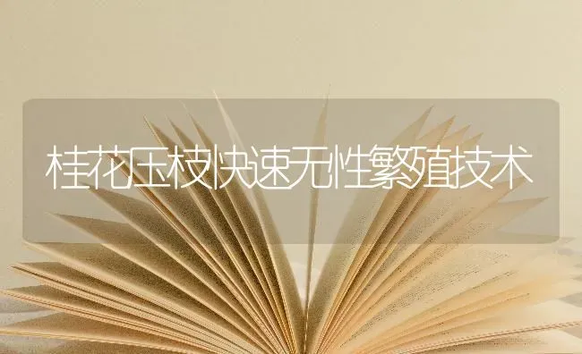 桂花压枝快速无性繁殖技术 | 养殖技术大全