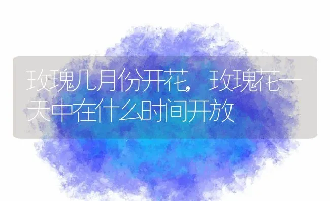 玫瑰几月份开花,玫瑰花一天中在什么时间开放 | 养殖科普