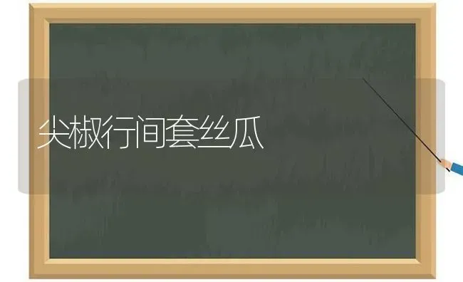 尖椒行间套丝瓜 | 养殖知识