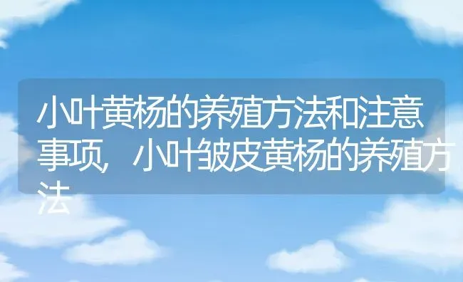 小叶黄杨的养殖方法和注意事项,小叶皱皮黄杨的养殖方法 | 养殖学堂
