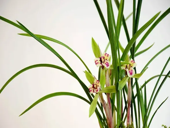 兰花怎么浇水几天浇一次水,兰花指多久浇水