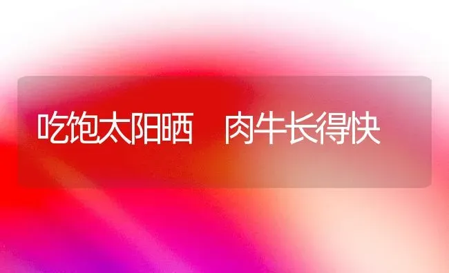 吃饱太阳晒 肉牛长得快 | 养殖技术大全