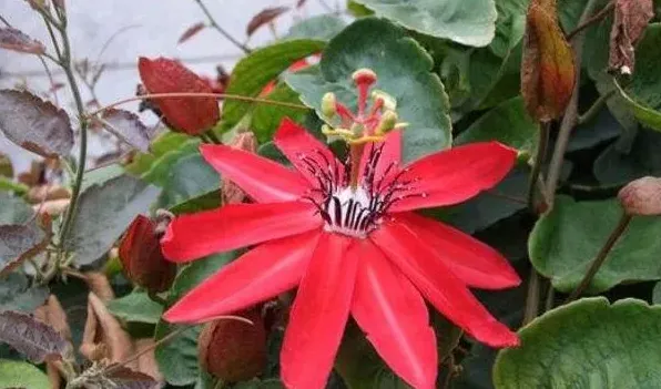 红花西番莲花期 | 妙招大全