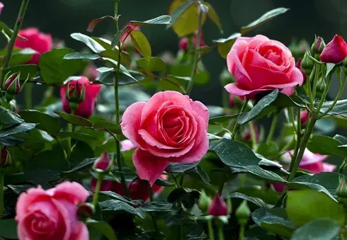月季花有种子吗,月季花是靠什来传播种子的？