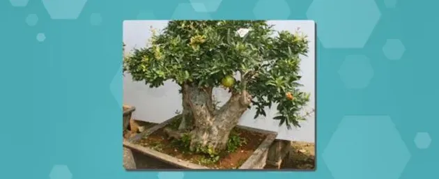 小石榴盆景怎么养,如何制作石榴盆景？