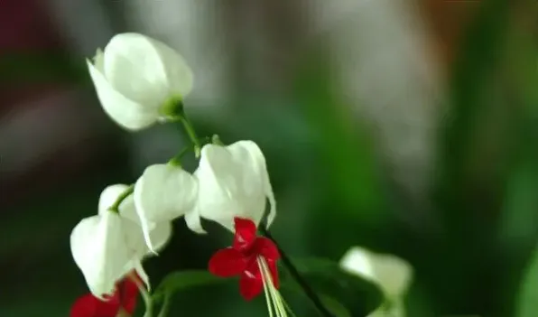 龙吐珠开花后怎样修剪 | 农广天地