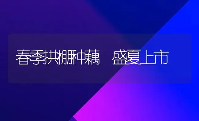 春季拱棚种藕 盛夏上市 | 养殖技术大全