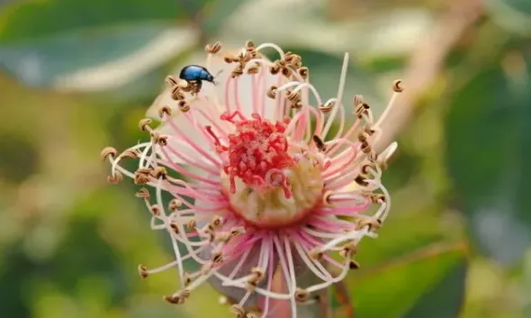 玫瑰花蕊有什么功效,花蕊象征着爱情吗？