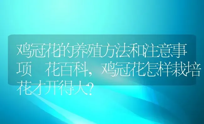 鸡冠花的养殖方法和注意事项–花百科,鸡冠花怎样栽培花才开得大？ | 养殖科普