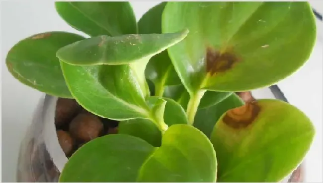 碧玉开花后怎么修剪 | 生活妙招