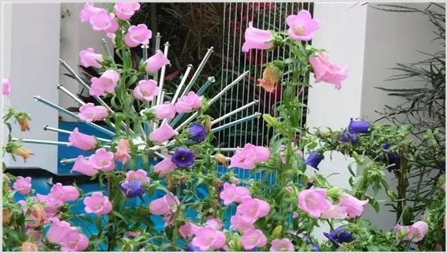 风铃花的养殖方法 | 生活妙招
