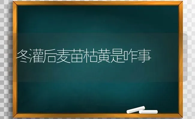 冬灌后麦苗枯黄是咋事 | 养殖技术大全