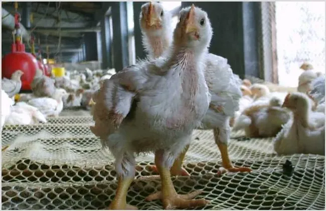 肉鸡养殖如何提升产量 肉鸡产量低该怎么办 | 常识大全