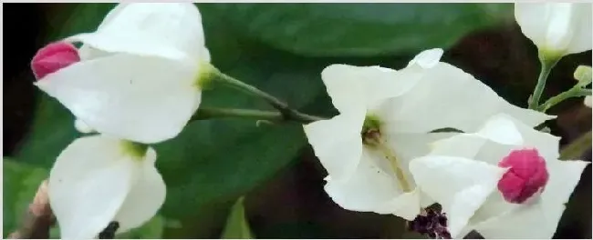 龙吐珠开花后怎样修剪 | 农广天地