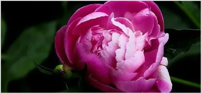 芍药冬天会冻死吗 | 生活常识