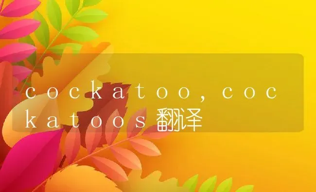 cockatoo,cockatoos翻译 | 养殖科普