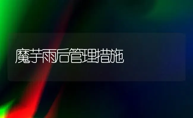 魔芋雨后管理措施 | 养殖知识