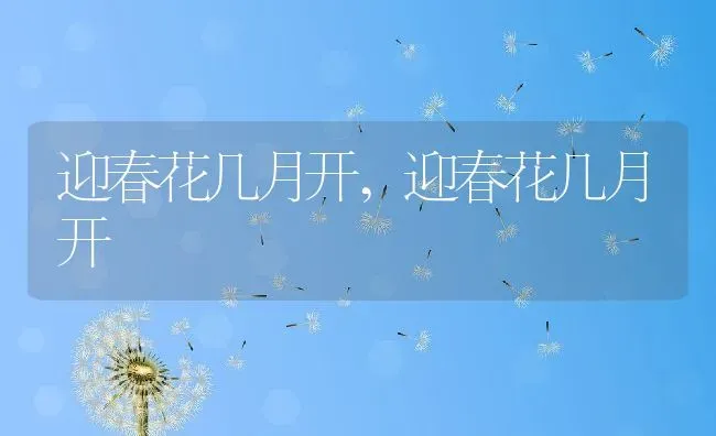 迎春花几月开,迎春花几月开 | 养殖科普