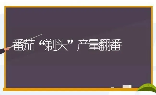 番茄“剃头”产量翻番 | 养殖知识