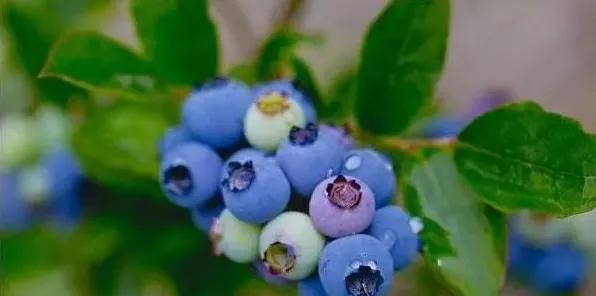 蓝丰蓝莓有何特点？蓝丰蓝莓的种植技术 | 三农知识