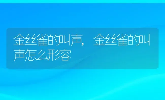 金丝雀的叫声,金丝雀的叫声怎么形容 | 养殖资料