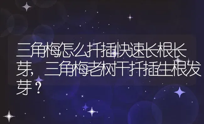 三角梅怎么扦插快速长根长芽,三角梅老树干扦插生根发芽？ | 养殖科普
