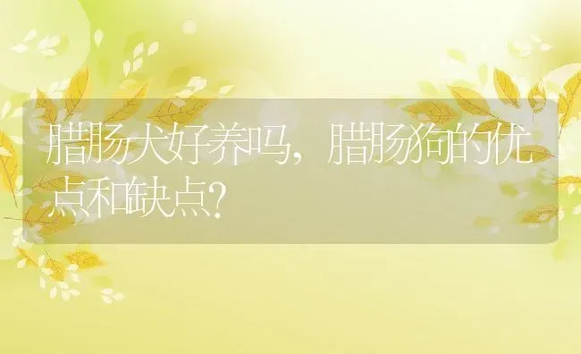 腊肠犬好养吗,腊肠狗的优点和缺点？ | 养殖学堂