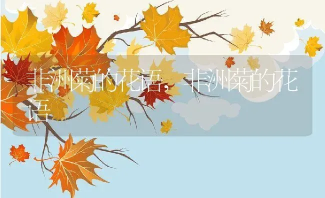 非洲菊的花语,非洲菊的花语 | 养殖科普