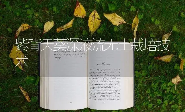 紫背天葵深液流无土栽培技术 | 养殖技术大全