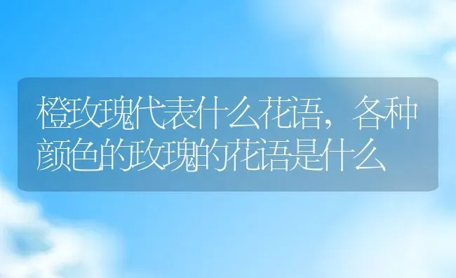 橙玫瑰代表什么花语,各种颜色的玫瑰的花语是什么 | 养殖学堂