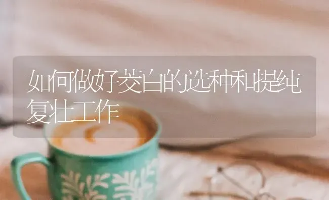 如何做好茭白的选种和提纯复壮工作 | 养殖知识