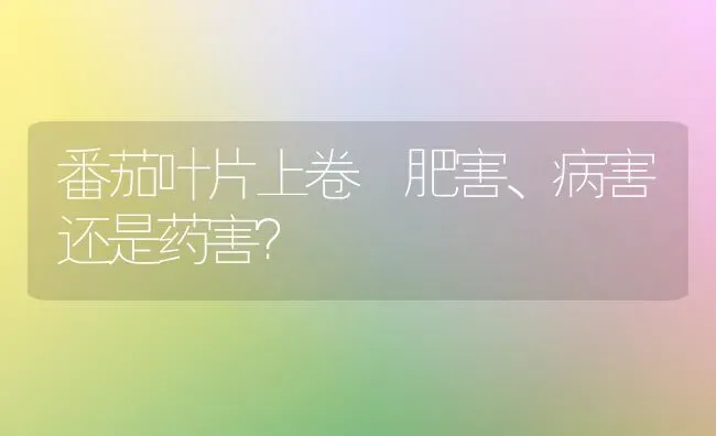 番茄叶片上卷 肥害、病害还是药害? | 养殖知识