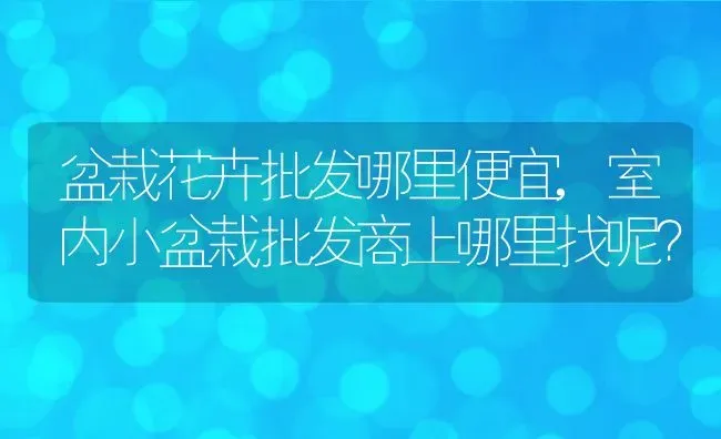 盆栽花卉批发哪里便宜,室内小盆栽批发商上哪里找呢？ | 养殖学堂