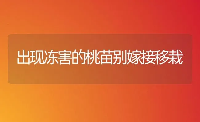 出现冻害的桃苗别嫁接移栽 | 养殖技术大全