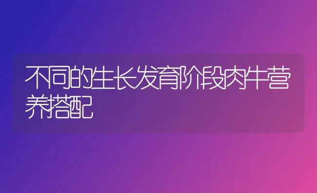 不同的生长发育阶段肉牛营养搭配 | 养殖技术大全