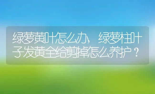 绿萝黄叶怎么办,绿萝柱叶子发黄全给剪掉怎么养护？ | 养殖科普