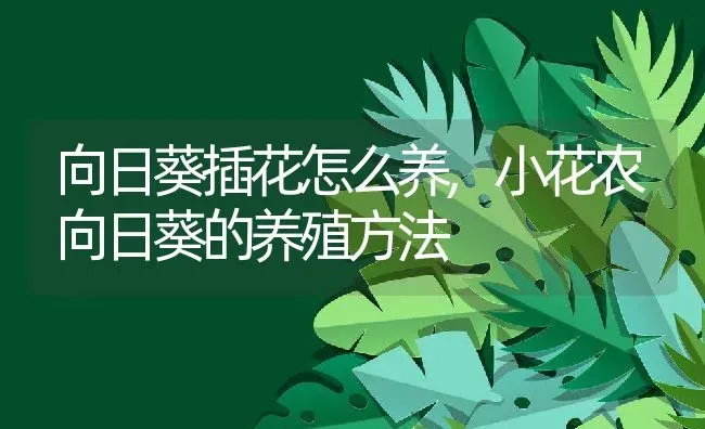 向日葵插花怎么养,小花农向日葵的养殖方法 | 养殖学堂