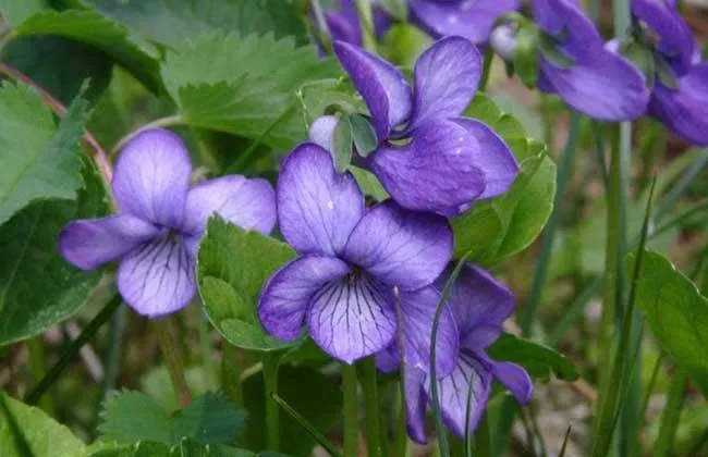 二月的代表花是什么,传统中一年12各月的代表花是什么？