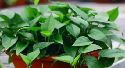 绿萝有什么寓意,绿萝的花语，绿萝的寓意是什么？