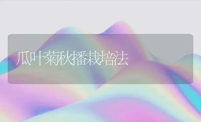 瓜叶菊秋播栽培法 | 养殖技术大全