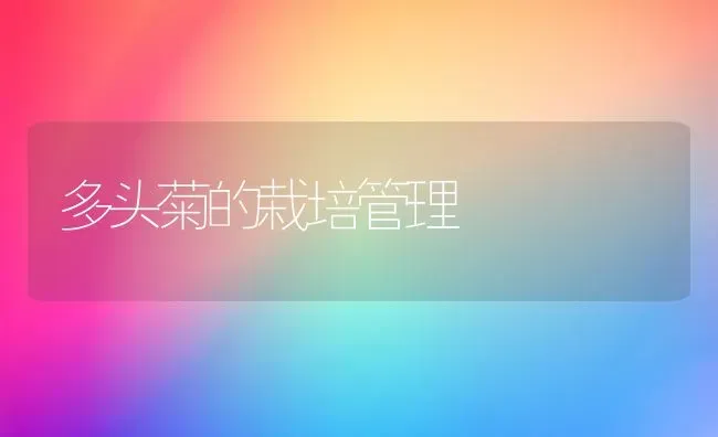 多头菊的栽培管理 | 养殖知识