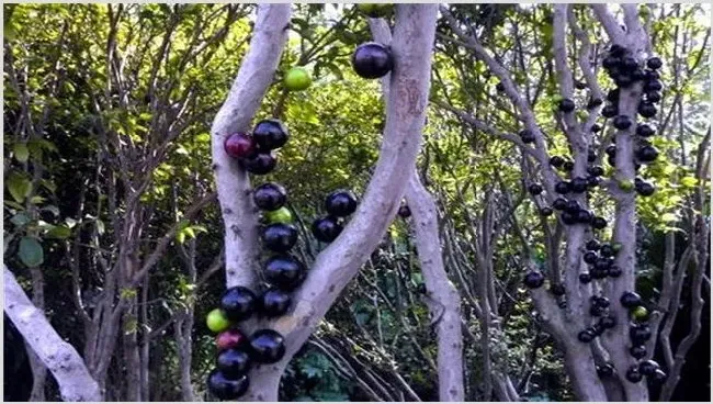 嘉宝果庭院种植要点 | 实用知识