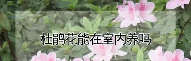 杜鹃花适合在室内养吗,杜鹃花可以室内养吗？