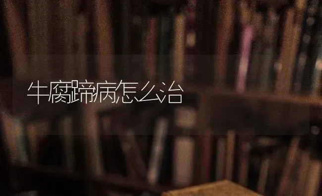 牛腐蹄病怎么治 | 养殖技术大全