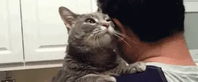 为什么猫越打越亲人,为什么打了猫它还粘你？