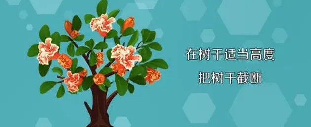 小石榴盆景怎么养,如何制作石榴盆景？
