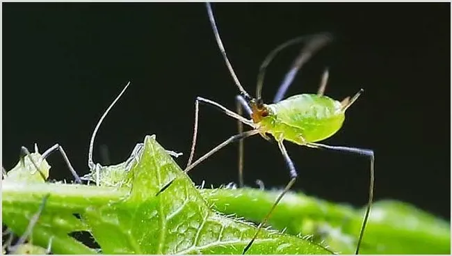 蚜虫的生物防治方法 | 实用知识